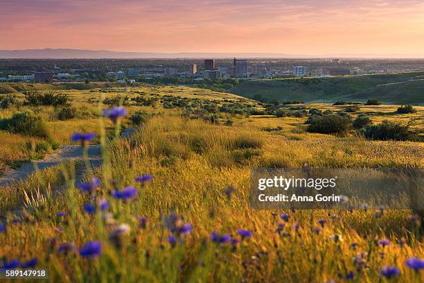 boise idaho valley from surrounding foothills in spring framed by wildflowers, sunset view - boise stockfoto's en -beelden