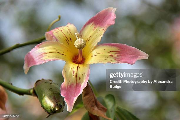 ceiba speciosa flower - ceiba speciosa stock pictures, royalty-free photos & images