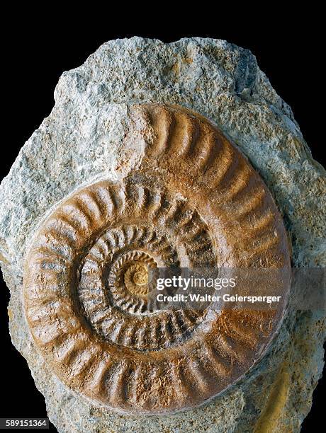 ammonite fossil in rock - amonite imagens e fotografias de stock