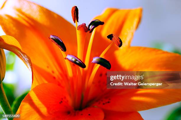 asiatic lily - asiatic lily - fotografias e filmes do acervo