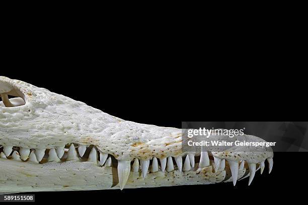 crocodile skull (crocodylus niloticus-rezent) - animal skull stock pictures, royalty-free photos & images