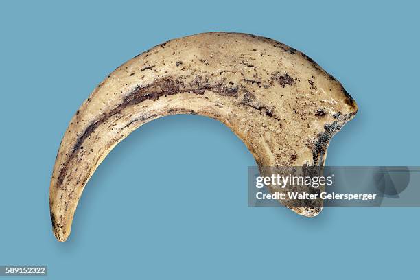 dinosaur claw, fossil - claw stock pictures, royalty-free photos & images