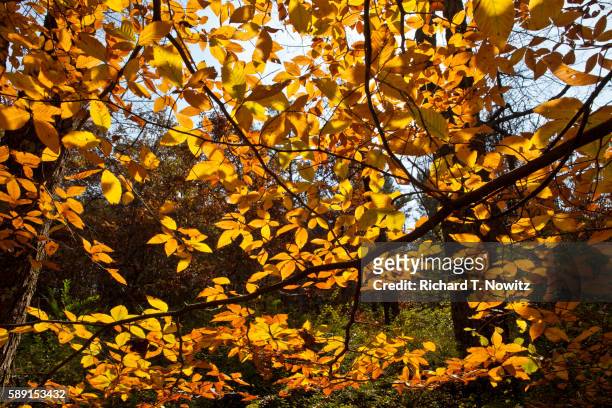 falls golden colors - ulmaceae stock pictures, royalty-free photos & images