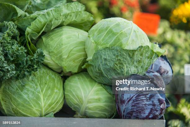 heads of cabbage - col fotografías e imágenes de stock