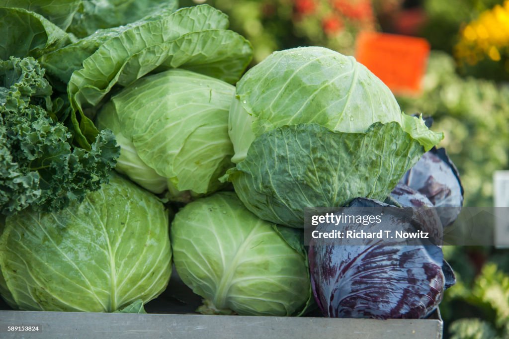 Heads of cabbage