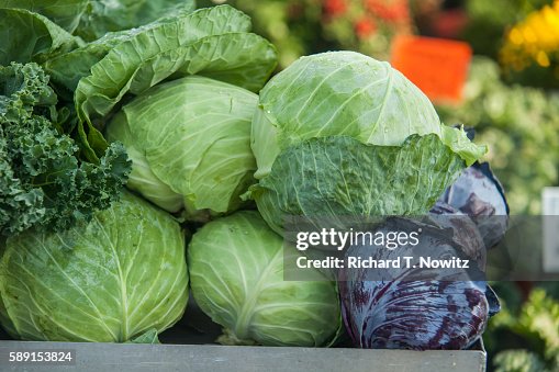 Capitis Cabbage Heads Of Cabbage High-Res Stock Photo - Getty Images