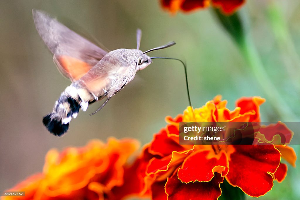 Hummingbird Hawk Moth