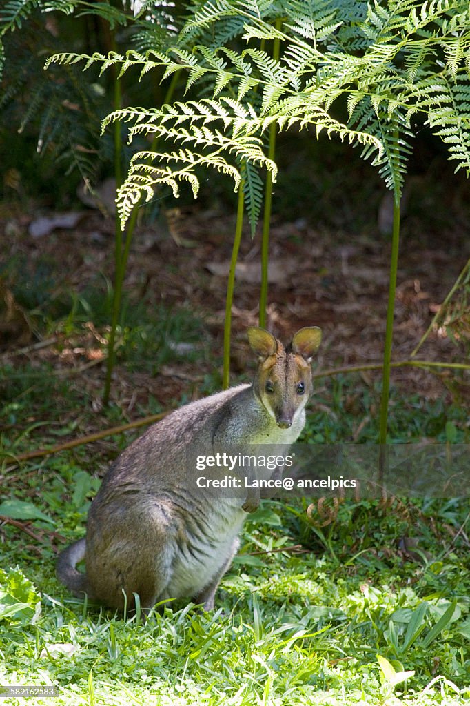 Red Legged Pademelon