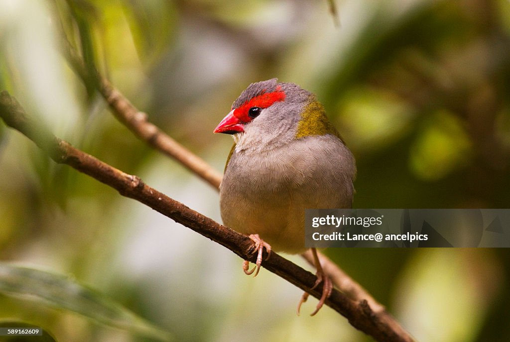 Red browed finch