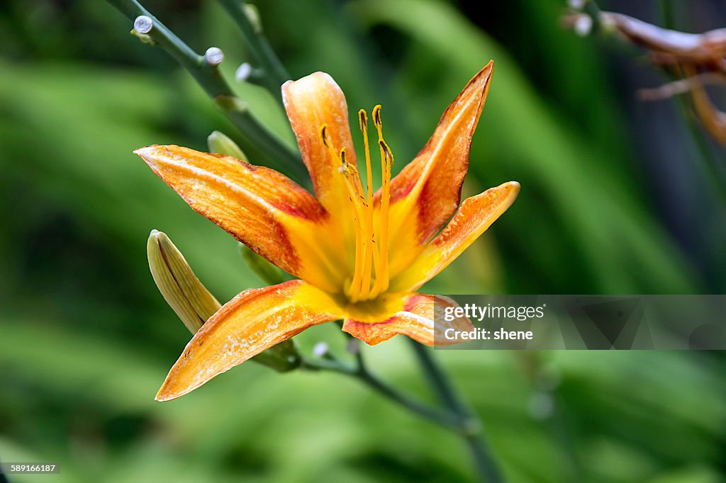 Tiger Lily