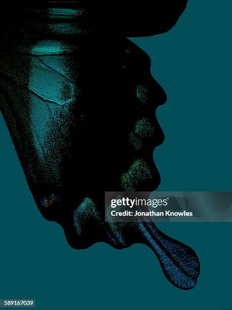 part of butterfly wing on turquoise background - farfalla foto e immagini stock