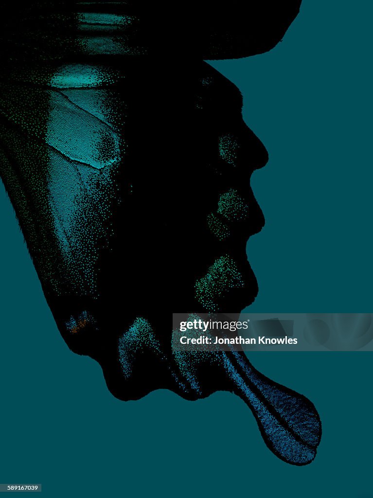 Part of butterfly wing on turquoise background
