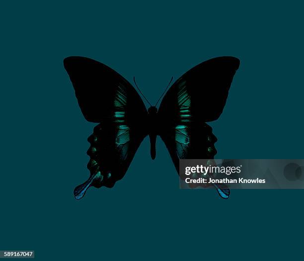 butterfly on turquoise background - sample holder stock pictures, royalty-free photos & images