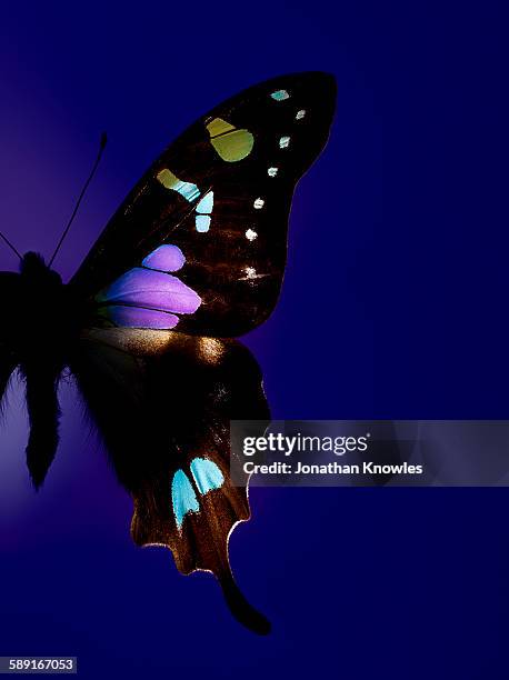 butterfly wing - spread wings stock pictures, royalty-free photos & images