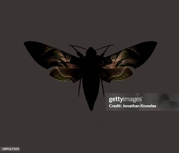 camo moth - motte stock-fotos und bilder
