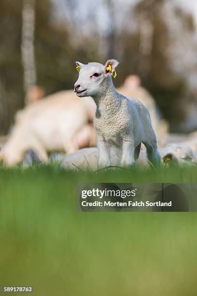 sring and baby sheep - sring stock pictures, royalty-free photos & images