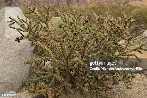 cacti in desert area, british columbia, canada - mieneke andeweg stock pictures, royalty-free photos & images