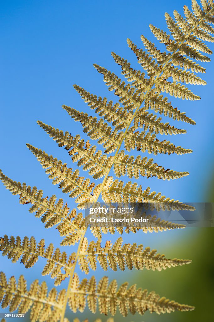 Hay-scented fern frond