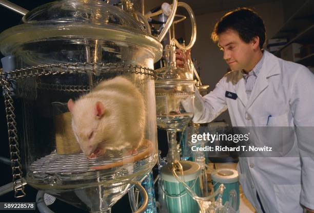 Tube Test Rats 115 Tube Rat Stock Photos, High-Res Pictures, and Images - Getty Images
