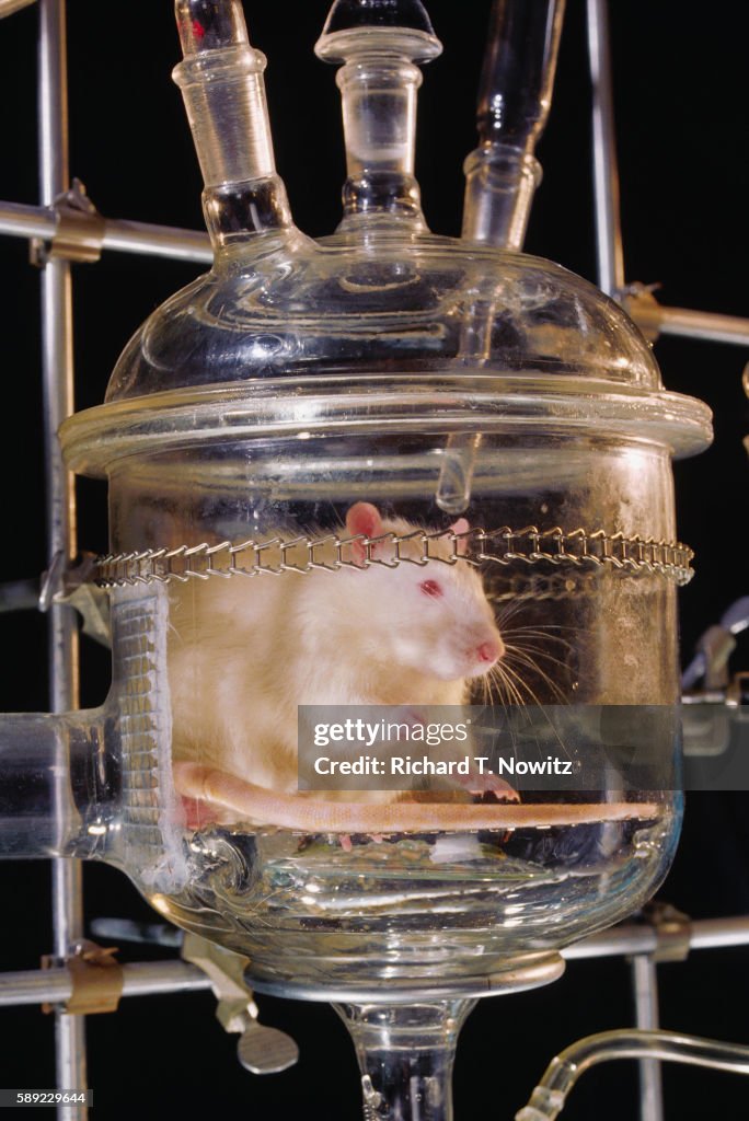 Lab Rat Effects Lab Rat In Metabolism Test High-Res Stock Photo - Getty Images