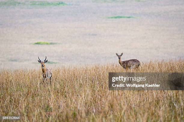 Common Rhebuck Reedbuck (Redunca Arundinum) Photos and Premium High Res Pictures ...