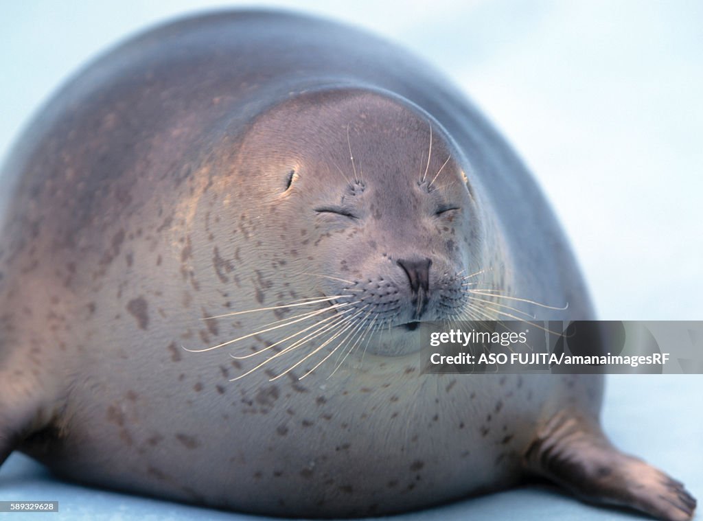 Spotted seal. Kushiro Zoo, Hokkaido Prefecture, Japan