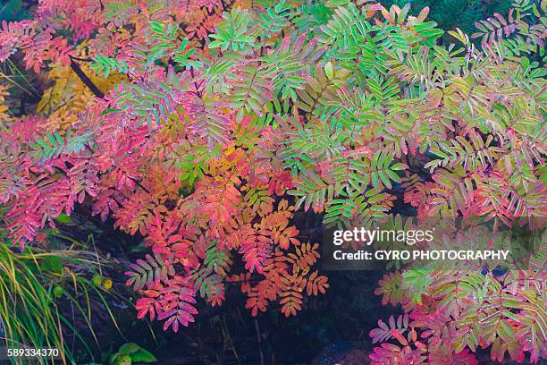 Checker Red Tree 66 Checker Tree Stock Photos, High-Res Pictures, and Images - Getty Images