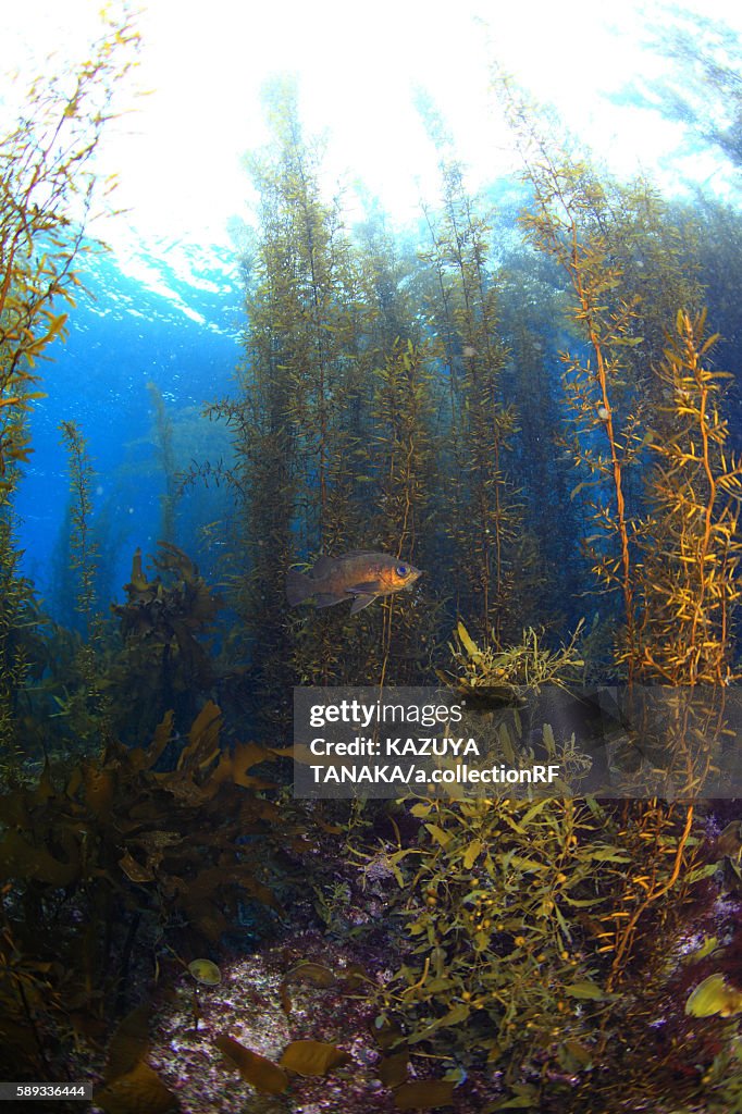 Aquatic Plants
