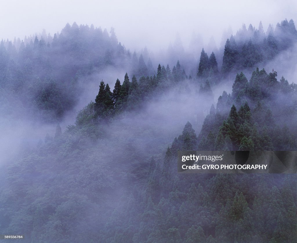 Forest shrouded in fog, Katsuyama, Fukui Prefecture, Japan