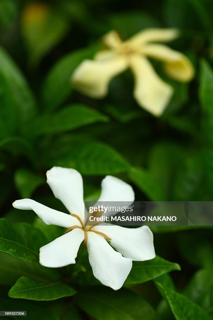 Gardenia jasminoides