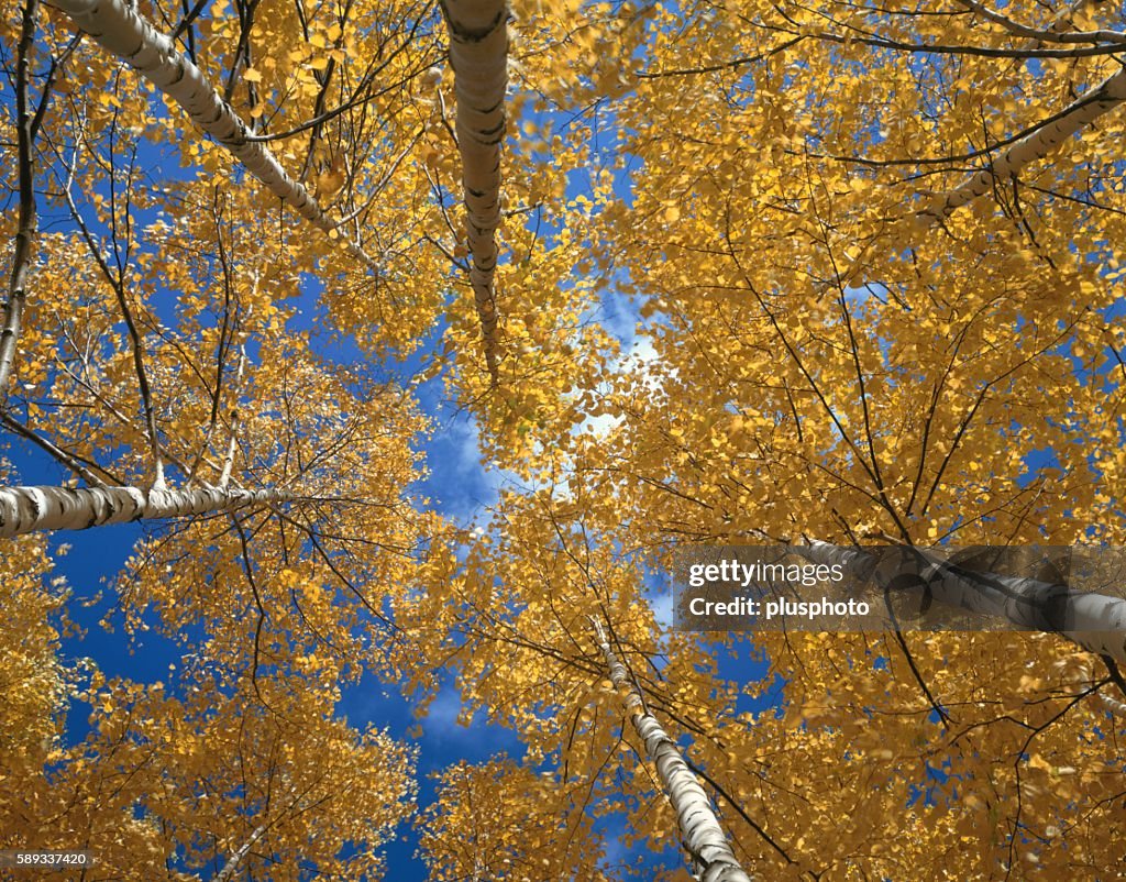 Low angle view of silver birch trees with autumnal yellow leaves