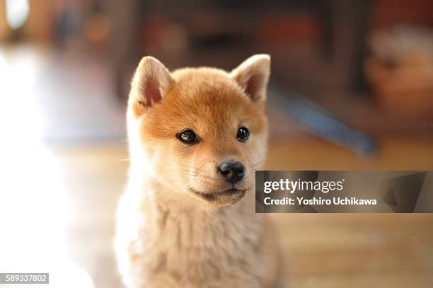 1 140点の柴犬 子犬のストックフォト Getty Images 1 140点の柴犬 子犬のストックフォト Getty Images