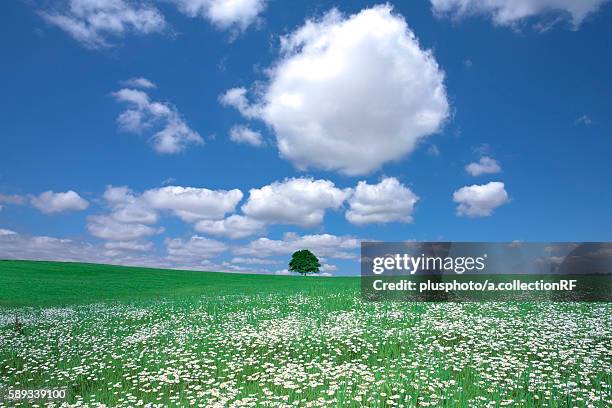 tree in a meadow, hokkaido prefecture, japan - plusphoto stock pictures, royalty-free photos & images