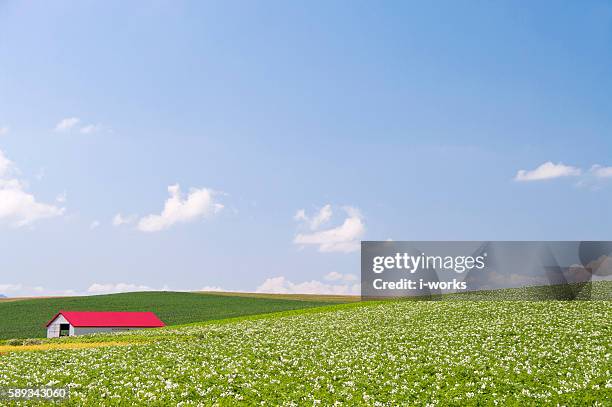 potato field, hokkaido prefecture, japan - hokkaido potato stock pictures, royalty-free photos & images