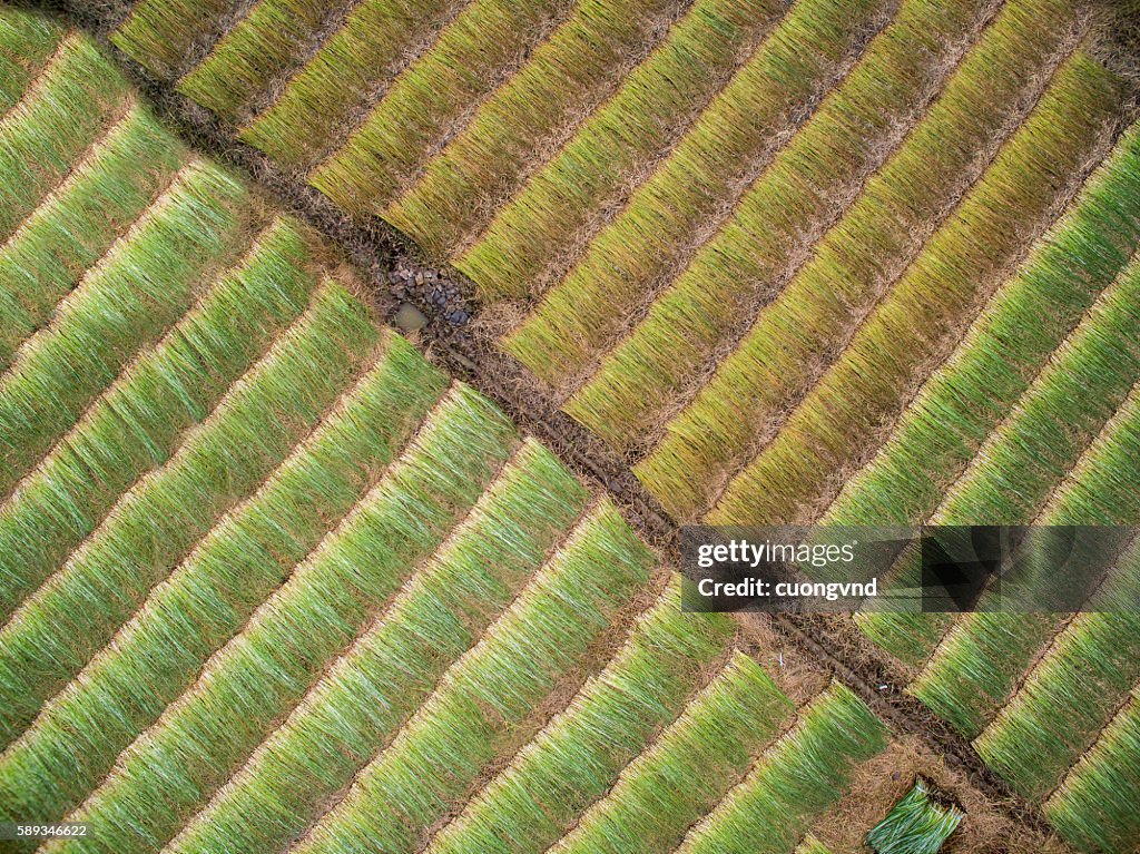 Mekong delta landscape from above - Sedge mat field