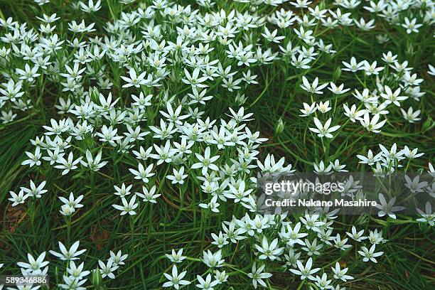 white star of bethlehem flowers. bunkyo ward, tokyo prefecture, japan - nakano ward stock-fotos und bilder