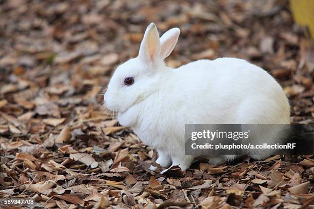 25 White Rabbit Profile Stock Photos, High-Res Pictures, and Images ...