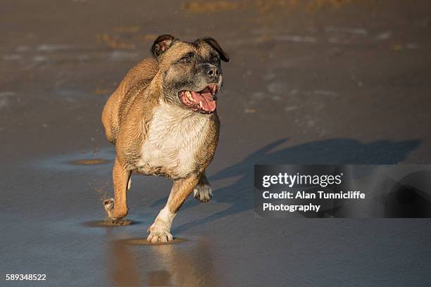 staffordshire bull terrier - stafford terrier stock pictures, royalty-free photos & images