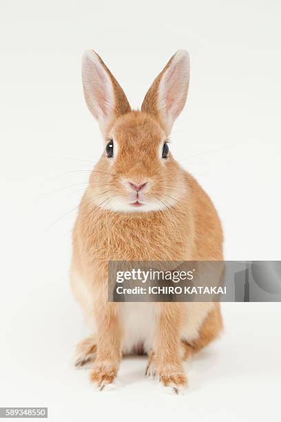 rabbit - lagomorphs stock pictures, royalty-free photos & images