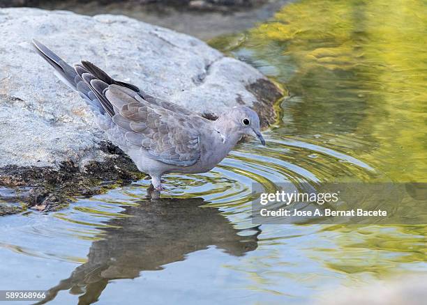 eurasian collared-dove (streptopelia decaocto) , spain. drinking in a water lake. - columbiformes stock pictures, royalty-free photos & images