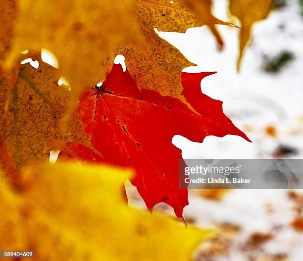 maples on snow - canadian maple leaf icon stock pictures, royalty-free photos & images