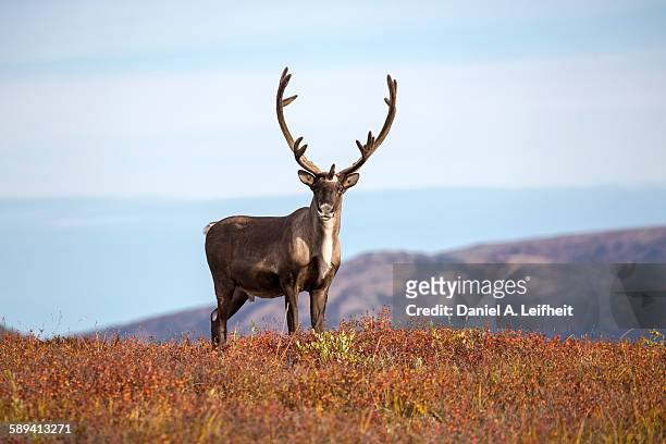 caribou in the fall - reindeer stock-fotos und bilder