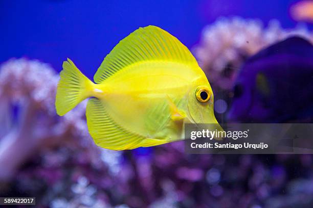 yellow surgeonfish - swimming fish stock-fotos und bilder