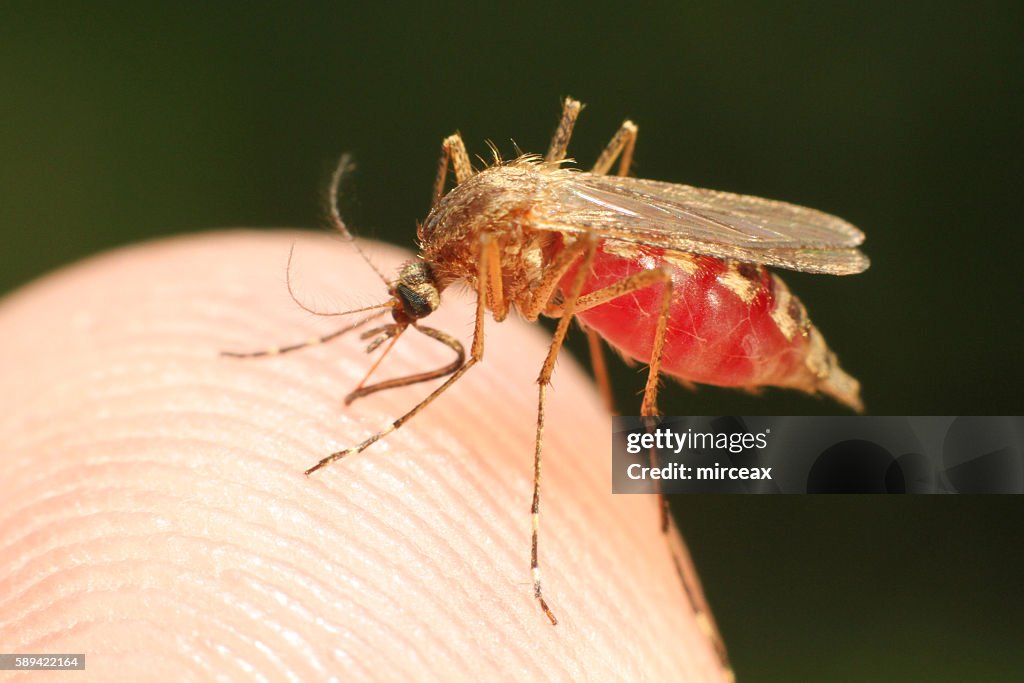 Feeding mosquito