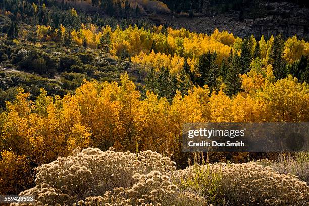 lee vining canyon - rabbit brush stock pictures, royalty-free photos & images