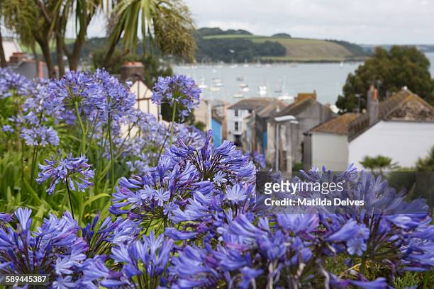 agapanthus flowers & a view of falmouth & estuary - african lily stock pictures, royalty-free photos & images
