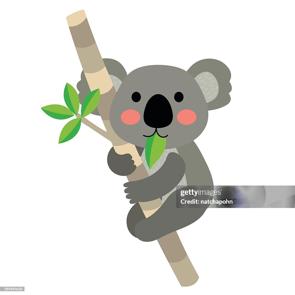 Koala Oso Animal Dibujos Animados Ilustración Vectorial Ilustración de  stock - Getty Images