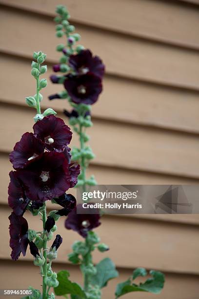 burgundy/wine color hollyhock - stockrose stock-fotos und bilder
