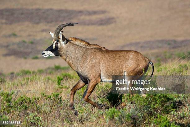 Roan antelope in the grasslands of the Nyika Plateau, Nyika National Park in Malawi.