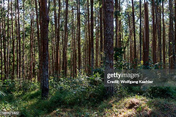 Forest with pine trees on the Zomba Plateau in Malawi.